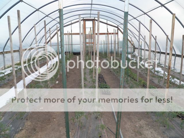  photo 137_1058_zpsfebd6db4.jpg